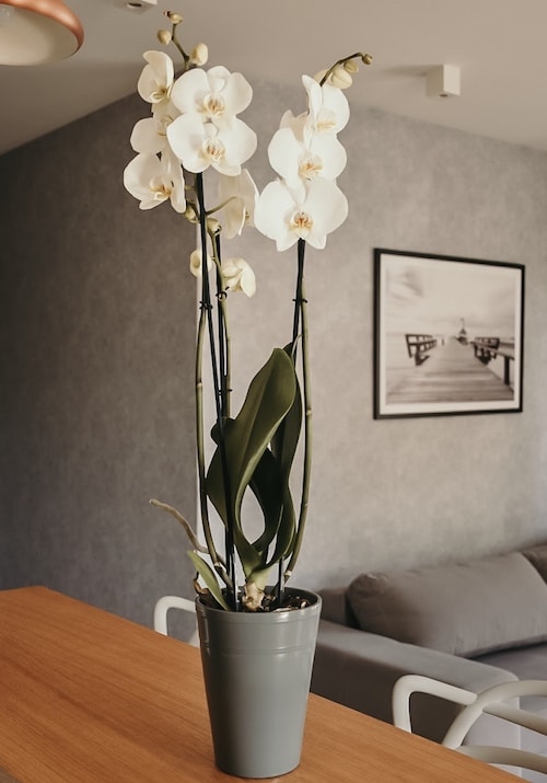 Biały Storczyk Orchidea 70/80 cm w doniczce